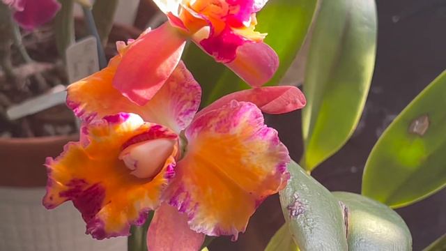 Orchid blooms, some good, some pathetic..... смотреть онлайн