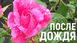 Долгожданный дождь, шуму много - воды мало...Ждём ещё дождя.