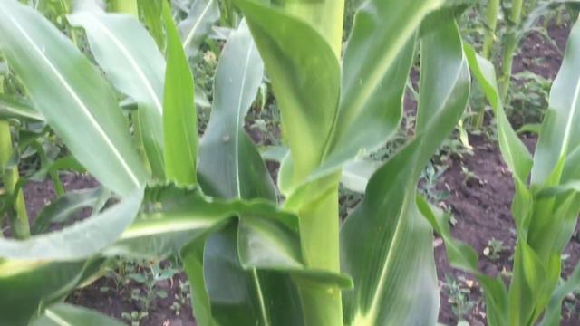 Dow seeds matado и непонятные вредители. смотреть онлайн