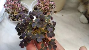 Кислица. Оксалисы: Burgundy Shamrock, Marmer, Oxalis 'Plum Crazy'.