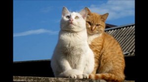 Шесть отличий рыжих котов.