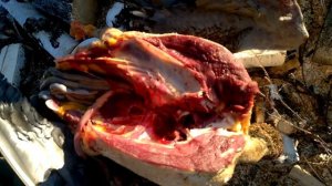 Разделка дикого гуся в полевых условиях