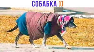 СОБАБКА ))) Приколы | Мемозг 1460