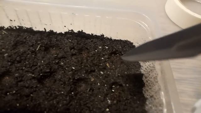 Теперь сею Лобелию только так!!! Самый лучший и эффективный способ! смотреть онлайн