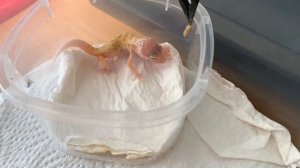 Первое кормление малыша эублефара