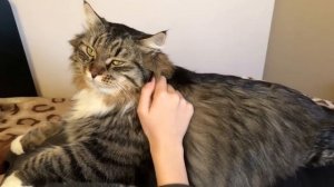 Отдых НА хозяйке) Огромный  Сибирский кот Уссури.