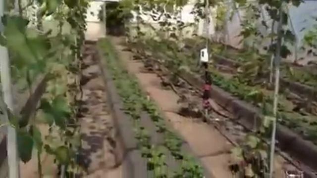 Выращивание винограда и клубники в теплице. Будтеплицагро. смотреть онлайн