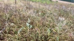 Ловля перепела не на поле 2