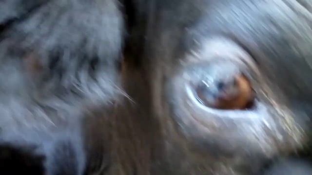 Корова!Слезятся глаза у коровы!Лечение!!! коровы сиыр бельмобесағаш алатау голштин