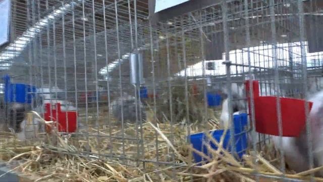 Самая крупная в мире выставка кроликов Бундесшоу смотреть онлайн