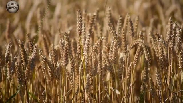 Народные приметы на 16 мая. Что нужно сделать, если у вас ЧЁРНАЯ ПОЛОСА В ЖИЗНИ #ЭтоИнтересно смотреть онлайн