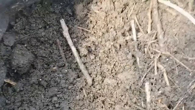 ВАМ НУЖНО ПОПРОБОВАТЬ ОГУРЦЫ В МЕШКАХ | ВЫРАЩИВАНИЕ И ФОРМИРОВАНИЕ РАННИХ ОГУРЦОВ