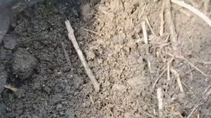 ВАМ НУЖНО ПОПРОБОВАТЬ ОГУРЦЫ В МЕШКАХ | ВЫРАЩИВАНИЕ И ФОРМИРОВАНИЕ РАННИХ ОГУРЦОВ