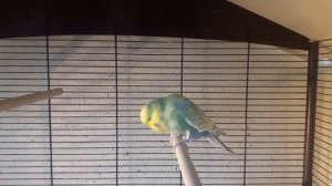 ? ? Радужный выставочный волнистый попугай