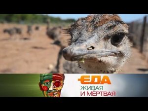"Еда живая и мёртвая": страусиные фермы, еда под охраной ЮНЕСКО и вред от печенья (27.10.2018)