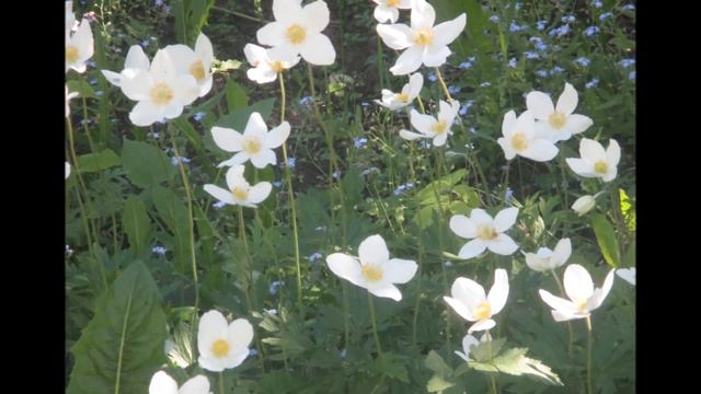 Долгожданная ночь - Автор музыки Александр Волченко Автор текста Татьяна Чеглова Исп.Александр Гами смотреть онлайн