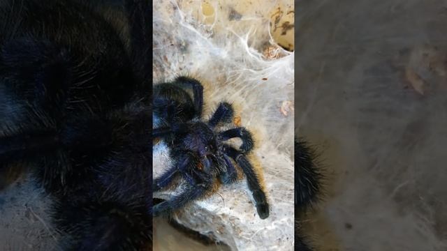 Avicularia purpurea showing off its beauty (Purple pinktoe tarantula)