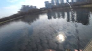 На что клюют Здоровые РОТАНЫ? Как ловить?!