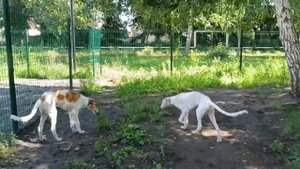 Прогулка щенков русской борзой, возраст 4 месяца, на городской площадке для выгула.