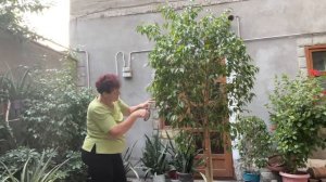 Обрезка высокого Фикуса Бенджамина осенью.