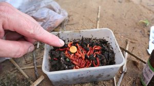 Что творит Е 127 с червями! Это что то с невероятное! Становятся красными - КЛЮЕТ ВСЯ РЫБА!