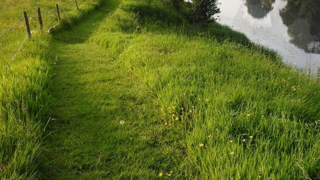 Веселые картинки.  Прикольные коты.