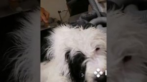 Бобтейл, после баньки, первый груминг