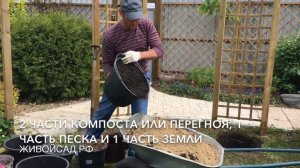 Цветущая беседка из клематисов и княжиков
