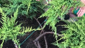 Ниваки своими руками