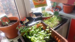 ОГОРОД НА ПОДОКОННИКЕ. ☘️?? ЧТО ВЫРАЩИВАТЬ?