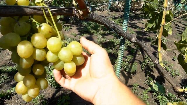 Виноград Лия (2017) смотреть онлайн