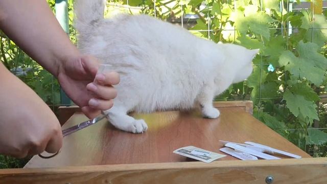 у кошки блохи, что делать? смотреть онлайн