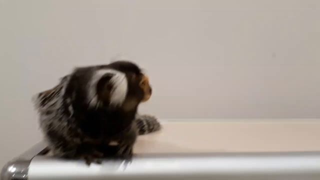 К нам приехали экзотические животные! смотреть онлайн