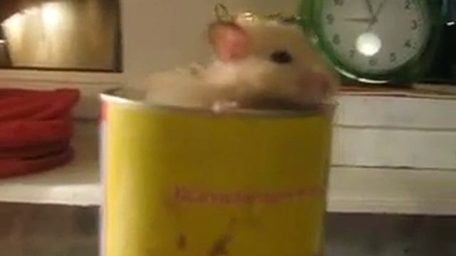 Homyak smeshno vylezaet iz banki.240 смотреть онлайн