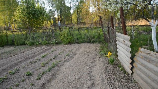 -Посадка сельдерея и прогулка по огороду в Шаталово.Россия.Смоленская область.Май 2015 года.-