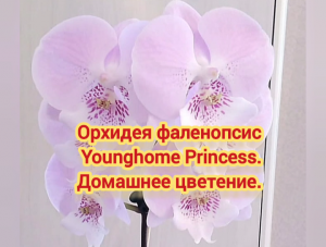 Орхидея фаленопсис Younghome Princess (Юная принцесса). Домашнее цветение.