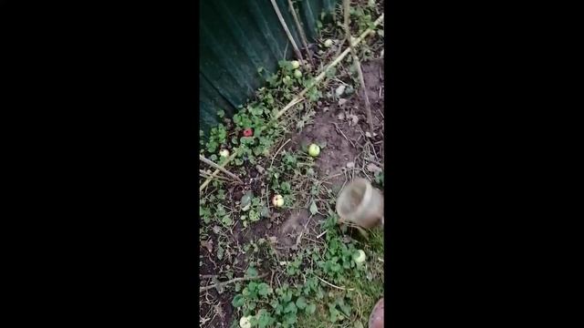 Лайфхак: Приспособление для сбора яблок