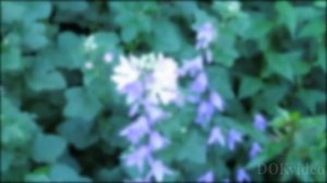 ШОПЕН Вальс минутка