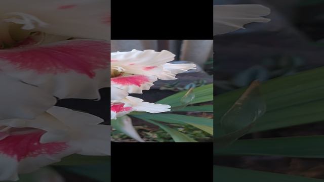 VID_20240731_184612.mp4