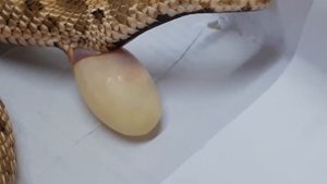 А вы видели как откладывают змеи яйца? Heterodon nasicus Anaconda-кладка сезон 2019