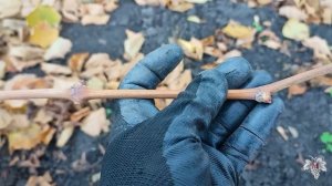 Вызрела или нет? Как определить вызревшую лозу винограда?