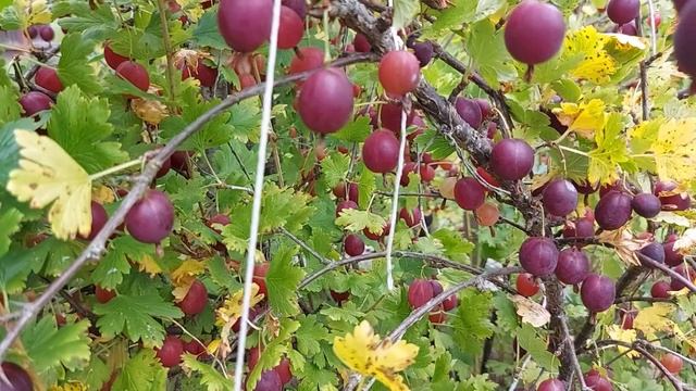 + Свежий урожай крыжовника (7) — 5