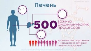 Формула защиты и восстановления печени