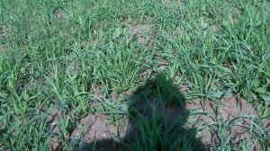 Бинарные посевы - работать гербицидом или нет?