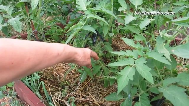 ДРОЖЖИ + КУРИНОЕ УДОБРЕНИЕ =СУПЕР ПОДКОРМКА ДЛЯ УРОЖАЙНОСТИ ТОМАТОВ, ПЕРЦА ,ОГУРЦОВ. и т.д... смотреть онлайн