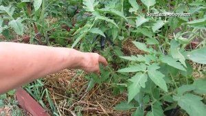 ДРОЖЖИ + КУРИНОЕ  УДОБРЕНИЕ =СУПЕР ПОДКОРМКА  ДЛЯ УРОЖАЙНОСТИ ТОМАТОВ, ПЕРЦА ,ОГУРЦОВ. и т.д...