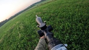 Охота на самца косули на гону 2022