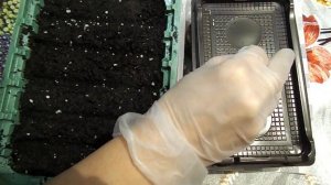 АМПЕЛЬНАЯ ПЕТУНИЯ.ПОСЕВ НА РАССАДУ. ДВА СПОСОБА.