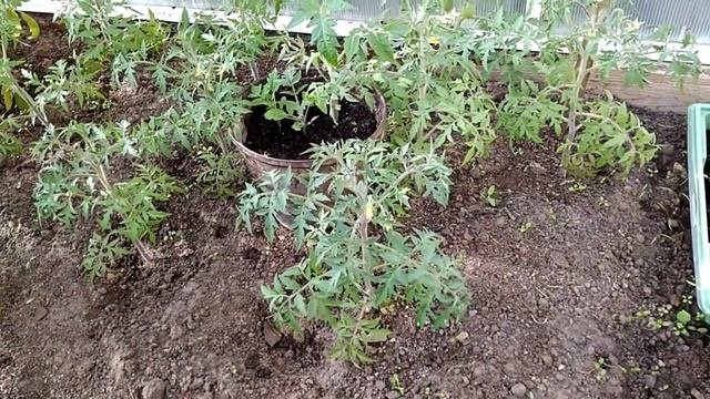 Маленькая теплица. Мини теплица.