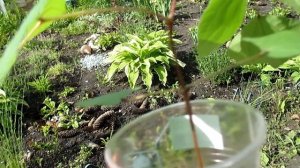 ДОЛИХОС, ГИАЦИНТОВЫЕ БОБЫ. КАК ПРОРАСТИТЬ БЫСТРО?